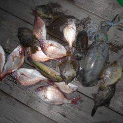 こかわ渡船　雅丸 釣果