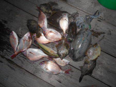 こかわ渡船　雅丸 釣果