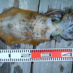 こかわ渡船　雅丸 釣果