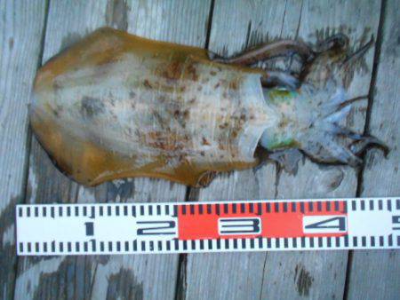 こかわ渡船　雅丸 釣果