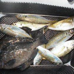 こかわ渡船　雅丸 釣果