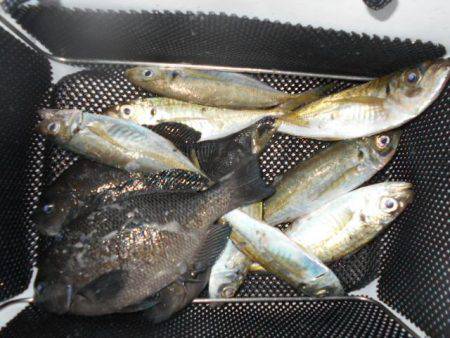 こかわ渡船　雅丸 釣果