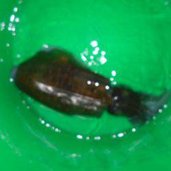 こかわ渡船　雅丸 釣果