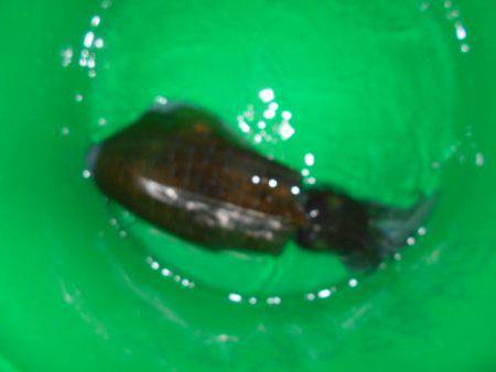 こかわ渡船　雅丸 釣果