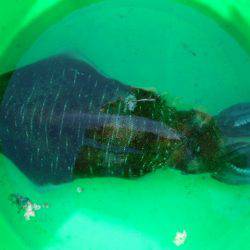 こかわ渡船　雅丸 釣果