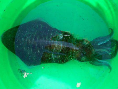 こかわ渡船　雅丸 釣果