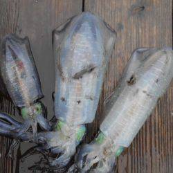 こかわ渡船　雅丸 釣果