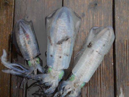 こかわ渡船　雅丸 釣果