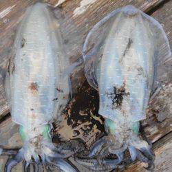 こかわ渡船　雅丸 釣果