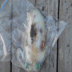 こかわ渡船　雅丸 釣果