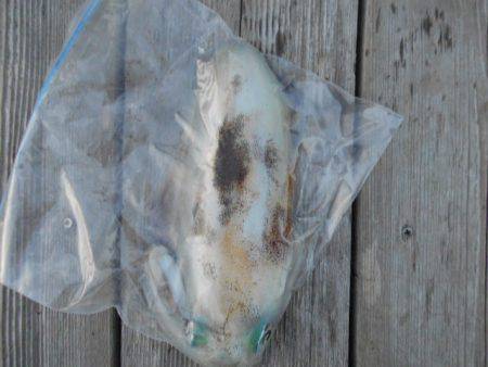 こかわ渡船　雅丸 釣果