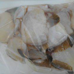 こかわ渡船　雅丸 釣果