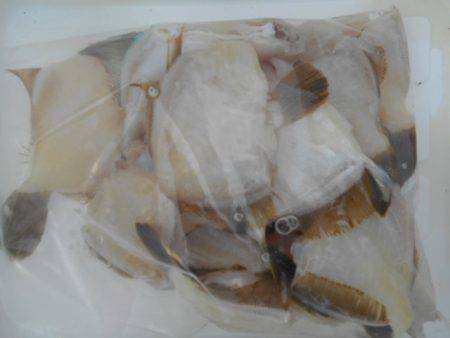 こかわ渡船　雅丸 釣果