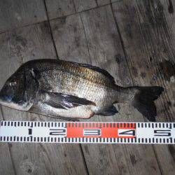 こかわ渡船　雅丸 釣果