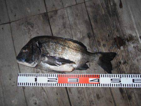 こかわ渡船　雅丸 釣果