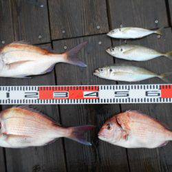 こかわ渡船　雅丸 釣果