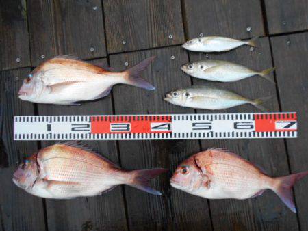 こかわ渡船　雅丸 釣果