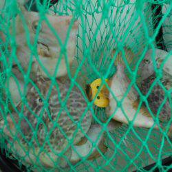 こかわ渡船　雅丸 釣果