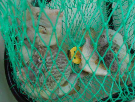 こかわ渡船　雅丸 釣果