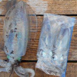 こかわ渡船　雅丸 釣果