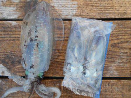 こかわ渡船　雅丸 釣果