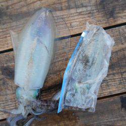 こかわ渡船　雅丸 釣果