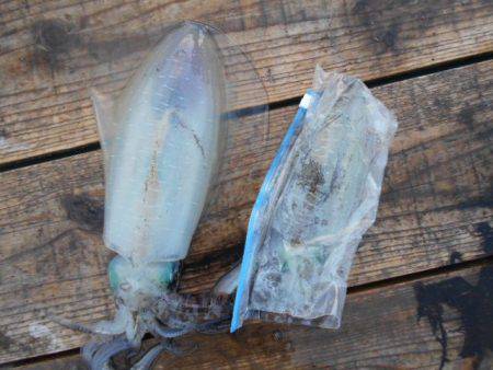 こかわ渡船　雅丸 釣果