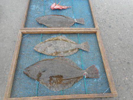 大進丸（愛知） 釣果