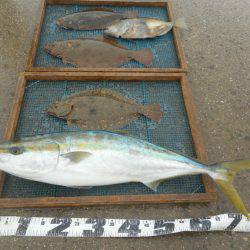 大進丸（愛知） 釣果