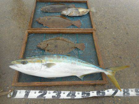 大進丸（愛知） 釣果