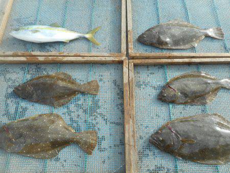 大進丸（愛知） 釣果