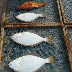 大進丸（愛知） 釣果