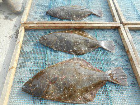 大進丸（愛知） 釣果