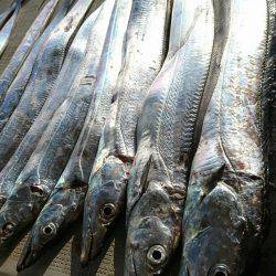 恵比寿丸（兵庫） 釣果