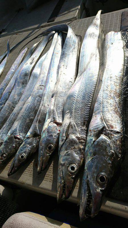 恵比寿丸（兵庫） 釣果