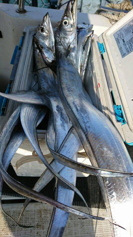 恵比寿丸（兵庫） 釣果