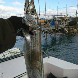 恵比寿丸（兵庫） 釣果