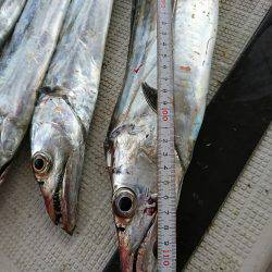 恵比寿丸（兵庫） 釣果