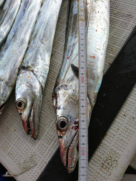 恵比寿丸（兵庫） 釣果