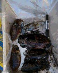 和歌山マリーナシティ釣り公園 釣果