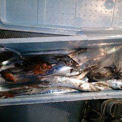 第二常豊丸 釣果