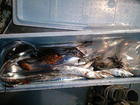 第二常豊丸 釣果