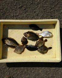 和歌山マリーナシティ釣り公園 釣果