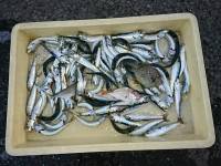 和歌山マリーナシティ釣り公園 釣果