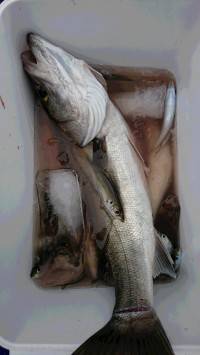 和歌山マリーナシティ釣り公園 釣果