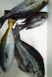 伊豆下田フィッシング 釣果