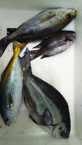 伊豆下田フィッシング 釣果