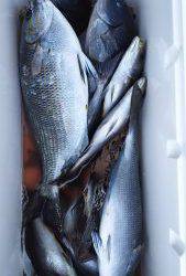 伊豆下田フィッシング 釣果