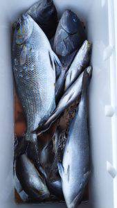 伊豆下田フィッシング 釣果