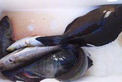 伊豆下田フィッシング 釣果